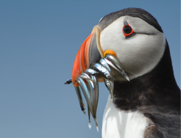 Special Topics | Marine Climate Change Impacts Partnership
